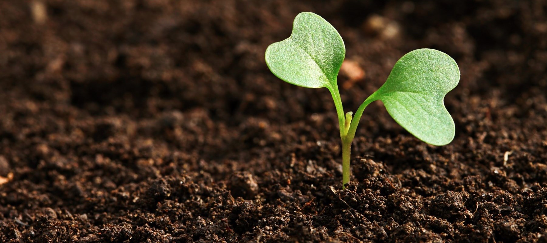 Plant sprouting in soil Plant sprouting in soil