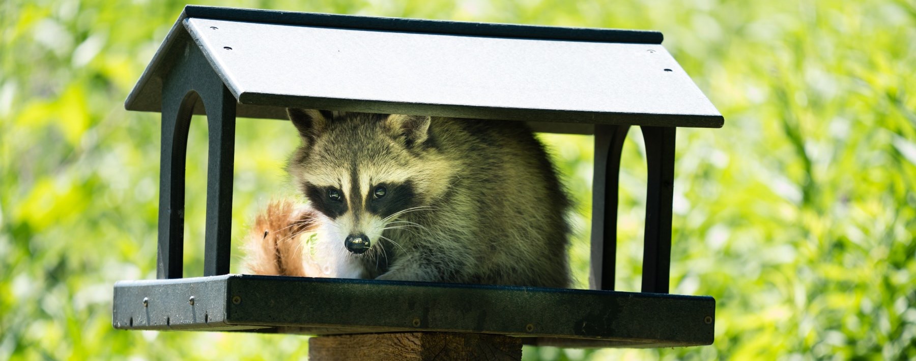 Raccoon sitting in a mailbox Grey raccoon sitting in a mailbox